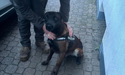 Justice pour rex: Stop à l’impunité des bourreaux d’animaux !