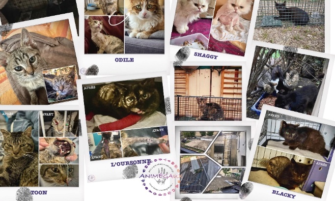 Pour la stérilisation obligatoire des chats !