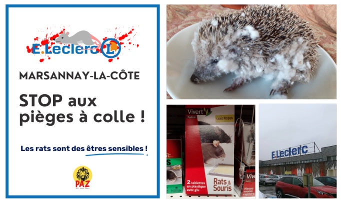 Pour le retrait des pièges à colle au E.Leclerc Marsannay-la-Côte