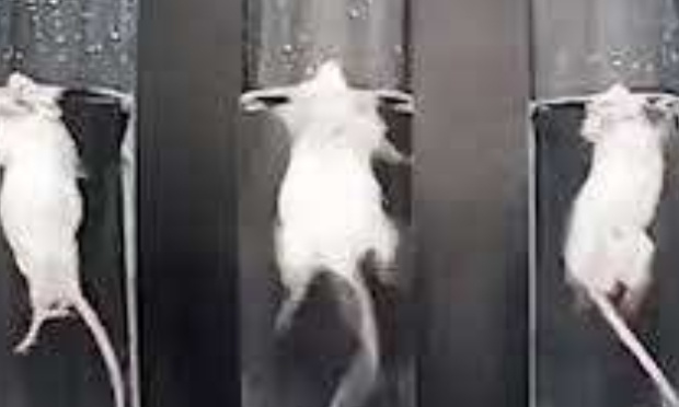 Pétition au ministre A. Dolimont qui refuse d'interdire les tests de nage forcée