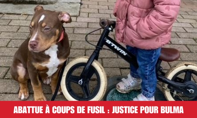 Abattue à coups de fusil : justice pour Bulma