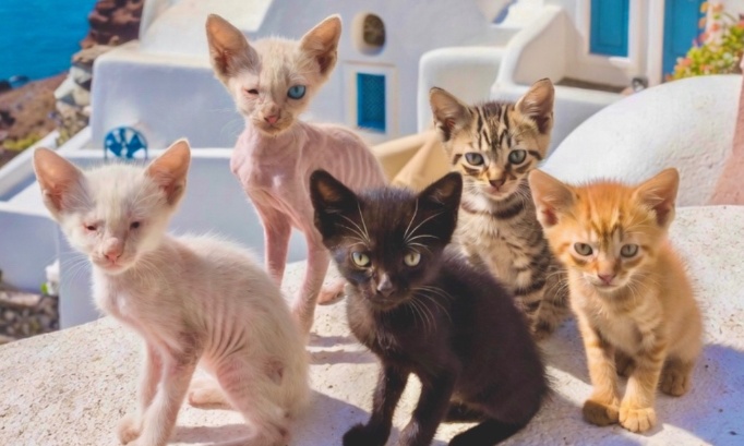 Sauver les centaines de chatons errants de Santorin en Grèce