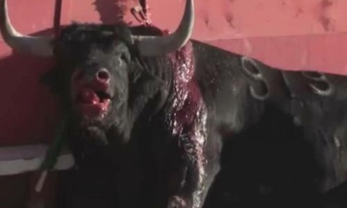 Non aux corridas et aux 