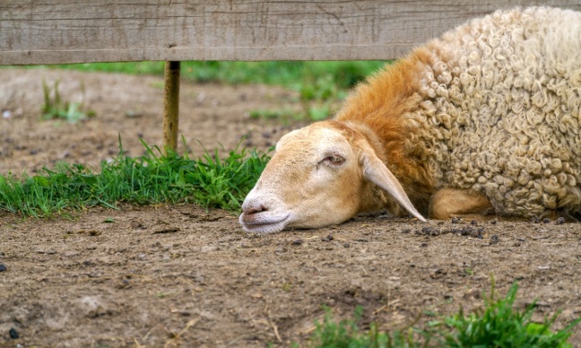 Contre la mise à mort des animaux !