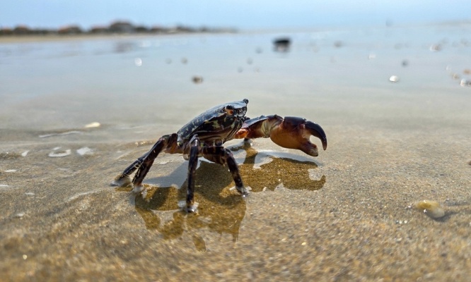 Pour la protection immédiate de tous les crabes en France