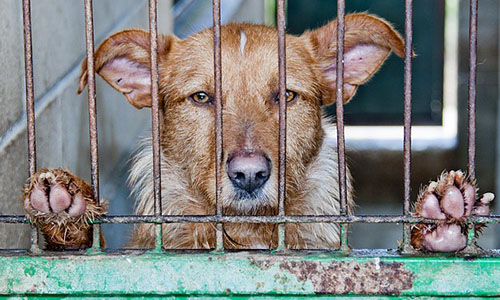 Aidez les animaux dans un état déployable à l'ancien  Leroy Merlin de Douai