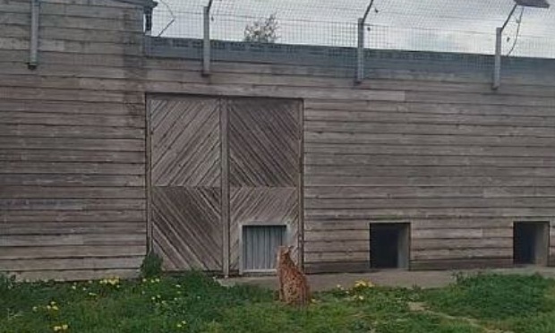 Zoo de Fort-Mardyck - Biotopia : Pour un transfert des animaux vers des sanctuaires
