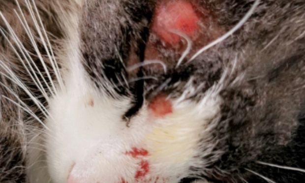 Pour que justice soit faite à Orgelet : protégez les chats