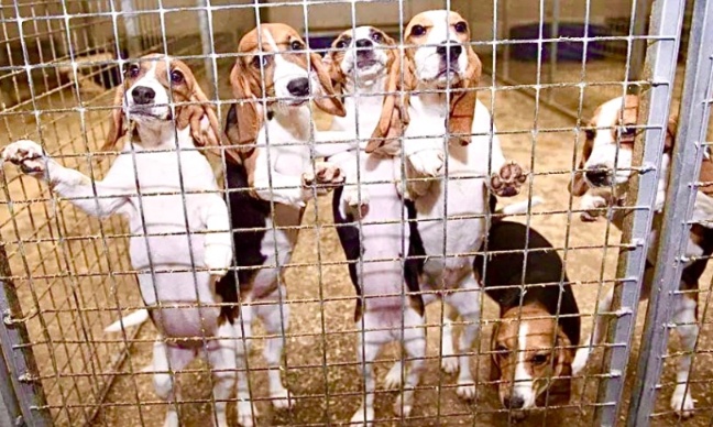 Interdisons TOUS les tests en laboratoire sur les chiens Beagles torturés à vie !!