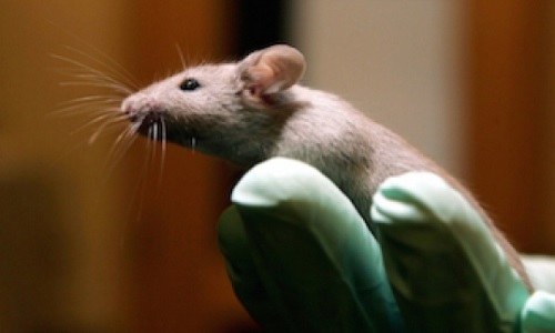 Pour que cessent enfin définitivement les inacceptables chambres de torture animale dans les sous sols de certains Hôpitaux bien connus !