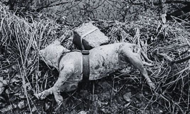 Justice animale : pour l’inscription de la protection des animaux dans la Constitution !