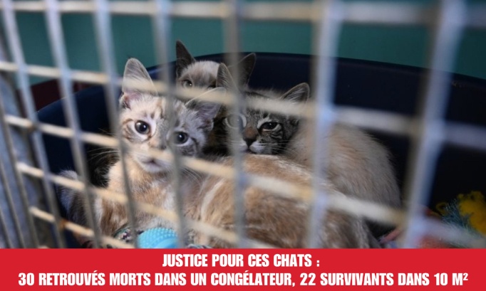 Justice pour ces chats : 30 retrouvés morts dans un congélateur, 22 survivants dans 10 m²