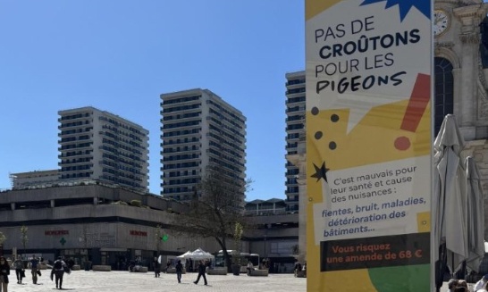 ville de Nancy : stop aux affiches anxiogènes sur les pigeons