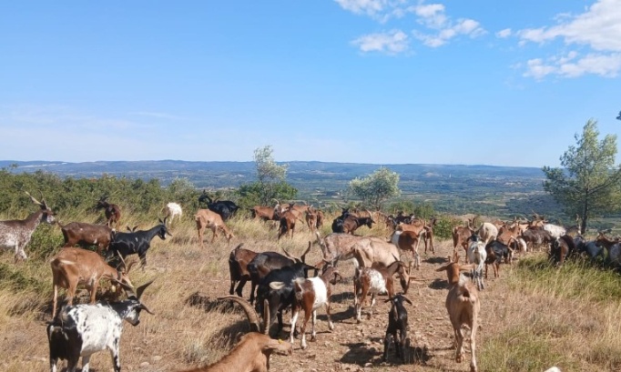 SAUVONS LA FERME DES CAPRICES - Non à une décision injuste qui condamne une ferme locale engagée