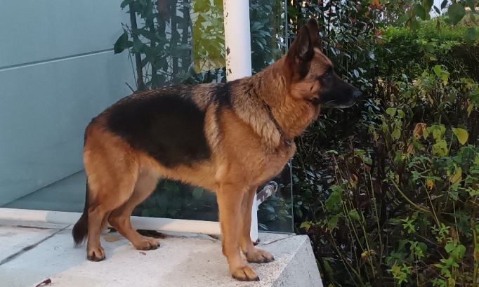 Pour la restitution immédiate de la chienne orlane à sa famille