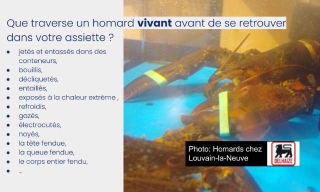 DelHaize, dites la v&eacute;rit&eacute; aux consommateurs!