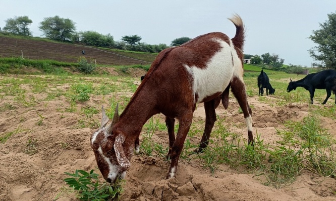 Justice pour nos ch&egrave;vres victimes de violences sexuelles !