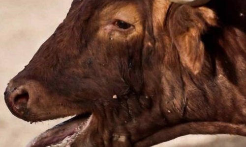 Non aux corridas privées, novilladas et massacres taurins au campo de Marie Sara