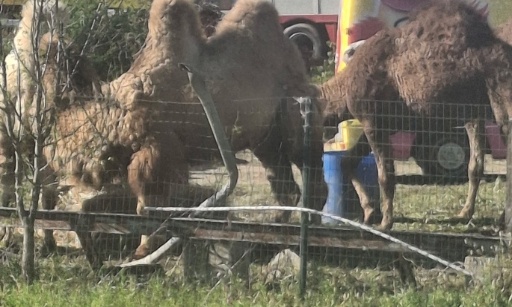 Interdisez les cirques avec animaux à Roquebrune-sur-Argens