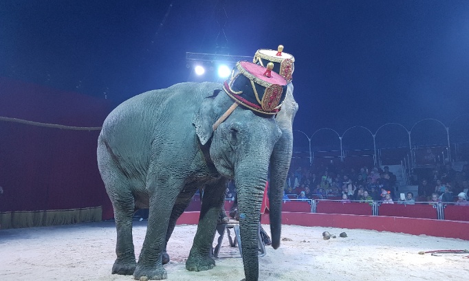 Interdisez l'utilisation des animaux dans les cirques pour le bien-être