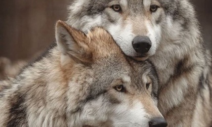 Loup abattu en Haute Marne : STOP &agrave; cette m&eacute;thode archa&iuml;que.