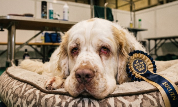 Channel 4 must drop crufts: stop broadcasting animal cruelty!