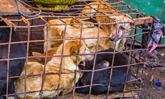 Interdisez l’abattage des chiens en Tunisie, protégez-les maintenant