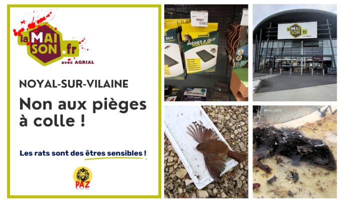 LaMaison.fr Noyal-sur-Vilaine : stop aux pi&egrave;ges &agrave; colle