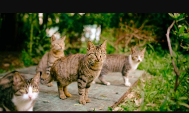 St&eacute;rilisation - castration des chats errants de Lourches (59156)