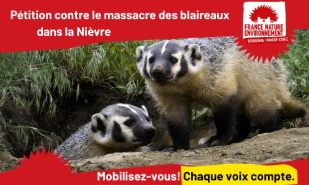 D&eacute;terrage des blaireaux dans la Ni&egrave;vre : un massacre injustifi&eacute;
