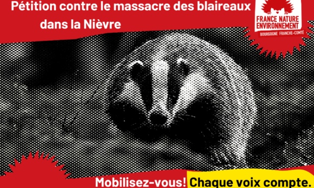 Déterrage des blaireaux dans la Nièvre : un massacre injustifié