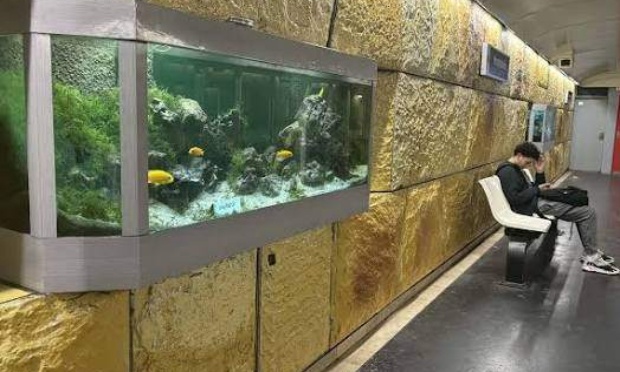 Retirez immédiatement les aquariums de la station de Lille