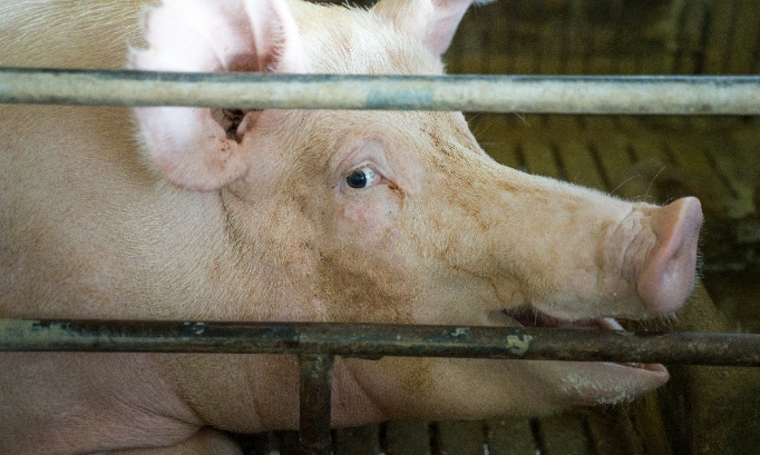 Interdisez les élevages et punissez sévèrement la maltraitance animale