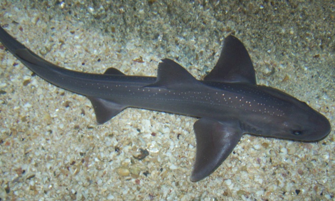 Prot&eacute;geons les &eacute;missoles lisses