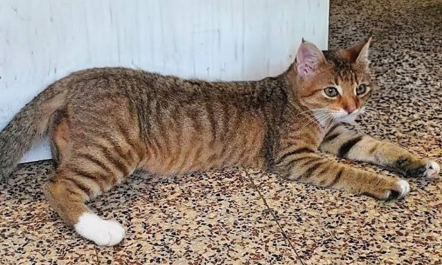 Plainte Collective Contre Le Tortionnaire De Chats.