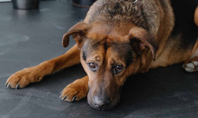 Pour peine maximale : Interdisez la cruaut&eacute; animale et le trafic
