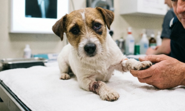 Arr&ecirc;tez les punitions l&eacute;g&egrave;res : Justice pour Jack et de vraies peines de prison pour les tortionnaires d'animaux