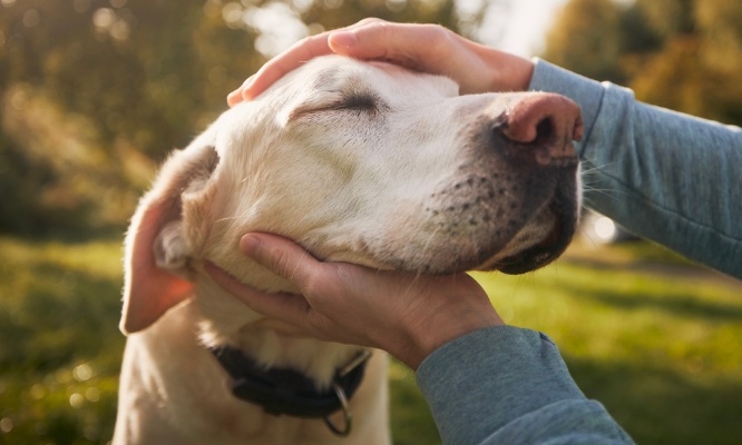 Pour des cong&eacute;s pay&eacute;s en cas d&rsquo;animal de compagnie malade ou d&eacute;c&eacute;d&eacute;