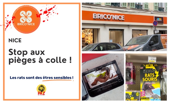 Stop &agrave; la cruaut&eacute; animale au Brico&rsquo;Nice