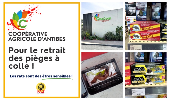 Pour le retrait des pi&egrave;ges &agrave; colle &agrave; la Coop&eacute;rative agricole d'Antibes