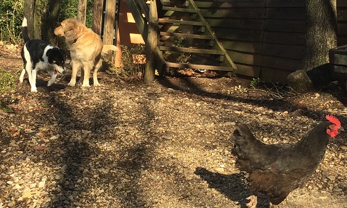 Sauvons « Chaussette » et « Diesel » des odeurs et envols de plastiques vers la décharge Coved-Paprec à Roussas !