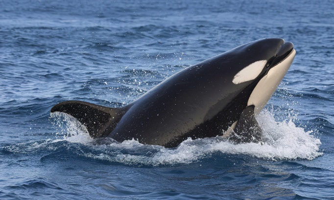 Pour le transfert urgent des orques de Marineland vers des sanctuaires