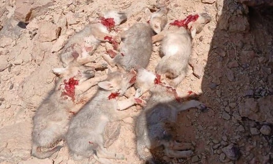 L'horreur &agrave; Errachidia Maroc - 6 Louveteaux &eacute;gorg&eacute;s