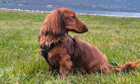 Cr&eacute;ation Parc &agrave; chien dans le parc de Verdure