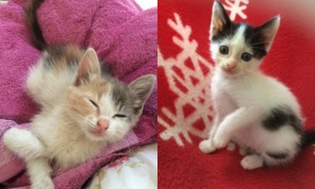 Aidez l&rsquo;association Bastet &agrave; sauver des chats abandonn&eacute;s