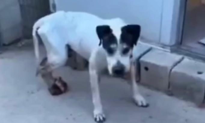 Justice pour ce chien laiss&eacute; mourir dans l&rsquo;indiff&eacute;rence &ndash; que les responsables soient condamn&eacute;s