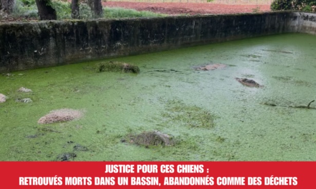 Justice pour ces chiens : retrouv&eacute;s morts dans un bassin, abandonn&eacute;s comme des d&eacute;chets