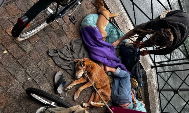 Stop &agrave; l&rsquo;exploitation des chiens dans la rue en Suisse