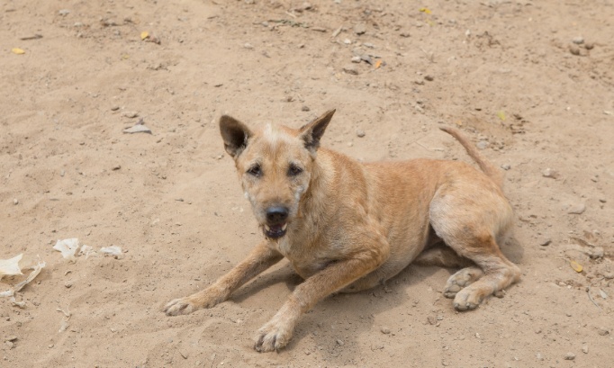 Assez du massacre animal au Maroc. Assez d'indignit&eacute;