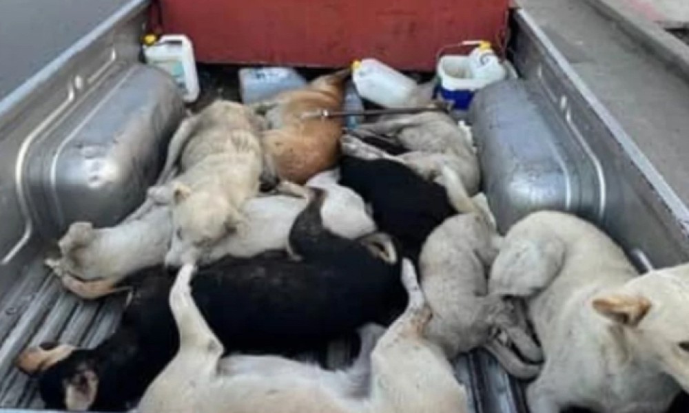 Pour sauver les chiens et chats du Maroc face aux sacrifices